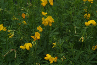 Lotus corniculatusGewone rolklaver bestellen